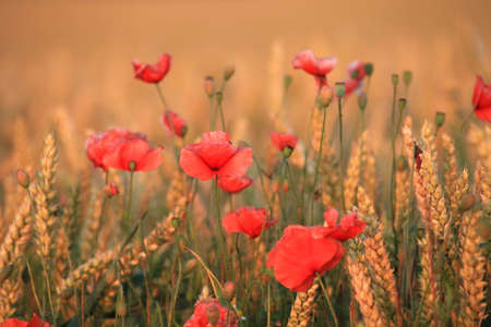 Poppyの写真素材