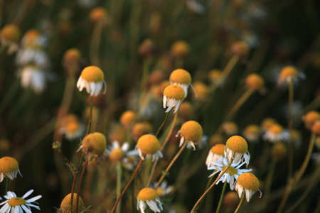 Chamomile Fieldの写真素材