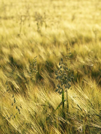 Barley and Oat Fieldの写真素材