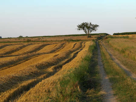 Autumn Field Germanyの写真素材