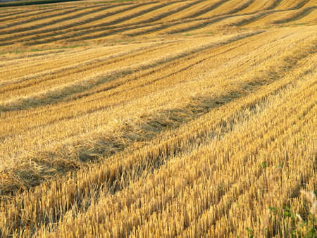 Autumn Field Germanyの写真素材