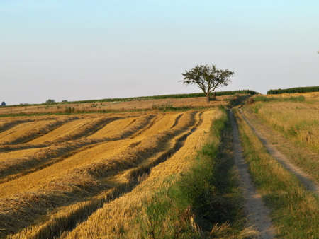 Autumn Field Germanyの写真素材