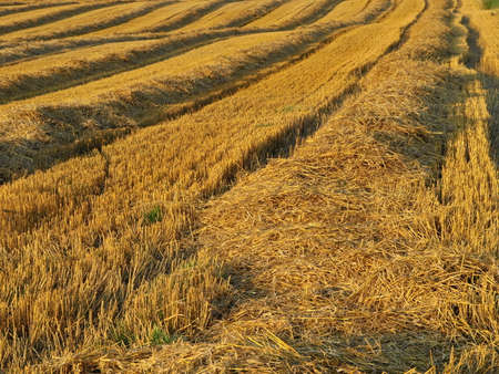 Autumn Field Germanyの写真素材