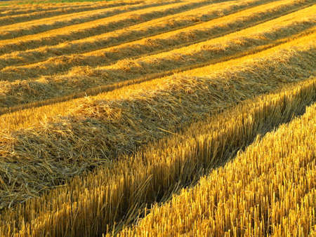 Autumn Field Germanyの写真素材
