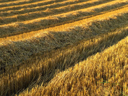 Autumn Field Germanyの写真素材