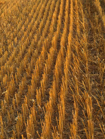 Autumn Field Germanyの写真素材