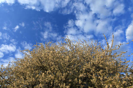Cherry Blossomの写真素材
