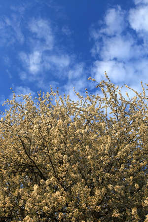 Cherry Blossom