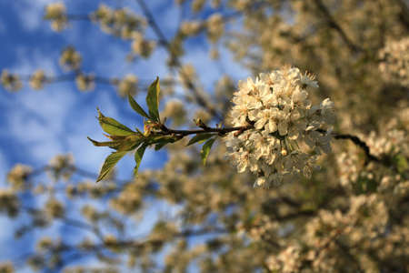 Cherry Blossomの写真素材