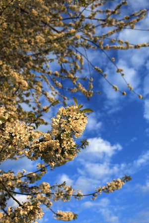 Cherry Blossomの写真素材