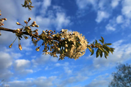 Cherry Blossomの写真素材