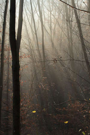 Winter Season Germanyの写真素材