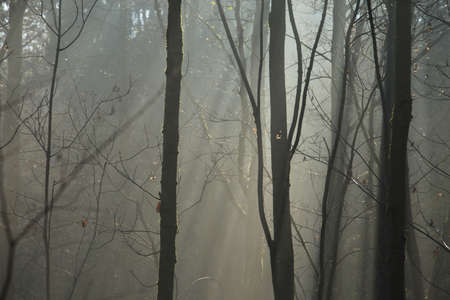 Winter Season Germanyの写真素材