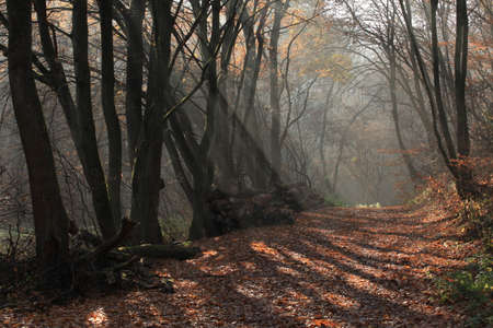 Winter Season Germanyの写真素材