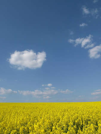 Colza Field Germanyの写真素材
