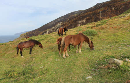 Horses in Spainの写真素材