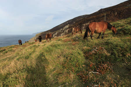 Horses in Spain