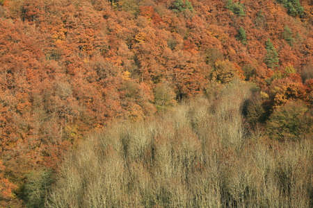 Autumn forestの写真素材