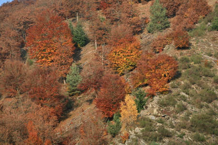 Autumn forestの写真素材