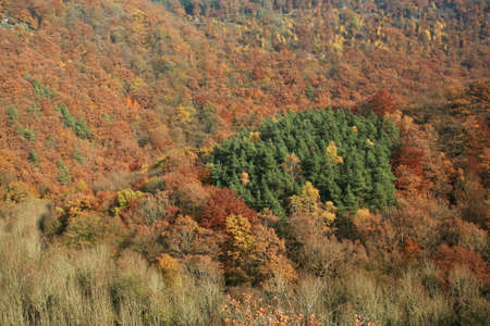 Autumn forestの写真素材