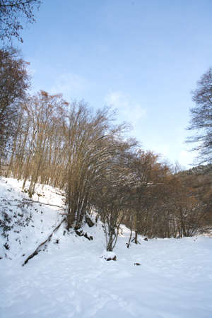 Winterの写真素材