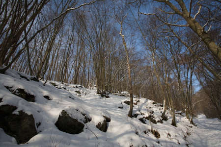 Winterの写真素材