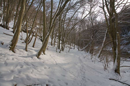 Winterの写真素材