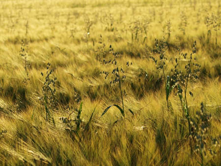 Barley and Oat Fieldの写真素材