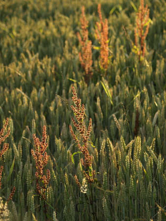 Barley and Oat Fieldの写真素材