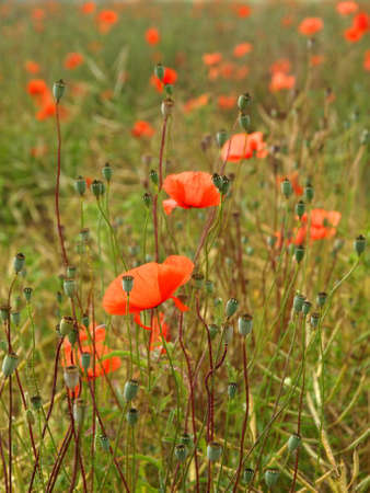Poppy Fieldの写真素材