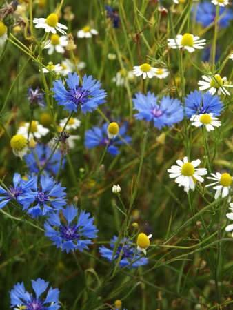 Poppy Fieldの写真素材