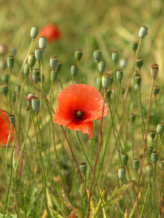 Poppy Fieldの写真素材