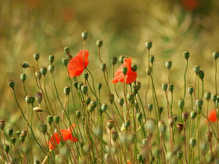 Poppy Fieldの写真素材