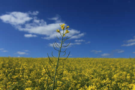 Colza Field