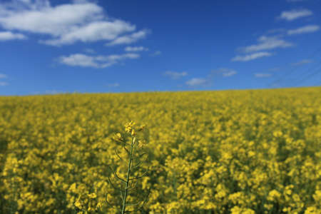Colza Fieldの写真素材
