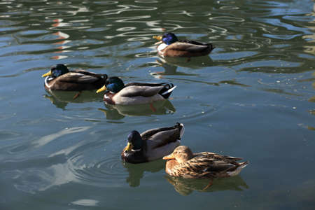 Duckの写真素材