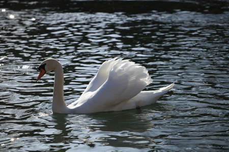 Swanの写真素材