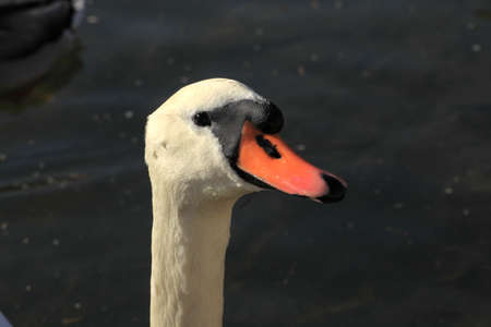 Swanの写真素材