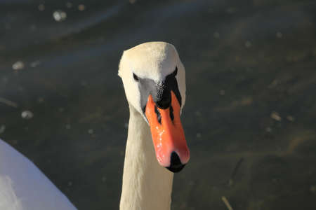 Swanの写真素材