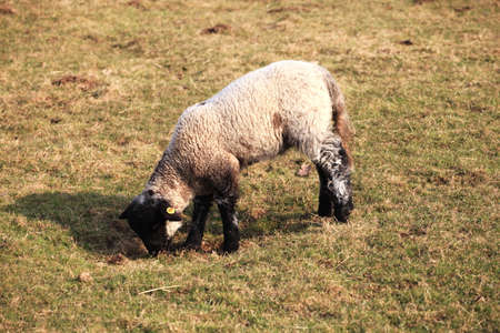 Sheepの写真素材