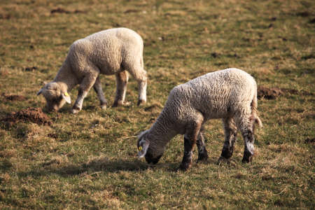 Sheepの写真素材