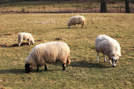 Sheepの写真素材