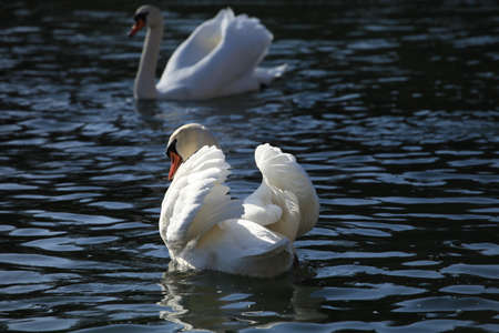 Swanの写真素材