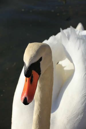 Swanの写真素材