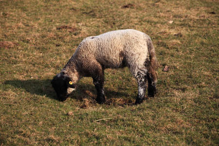 Sheepの写真素材