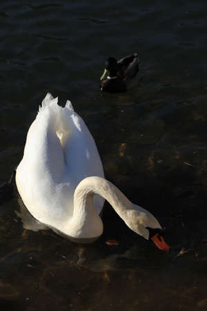 Swanの写真素材