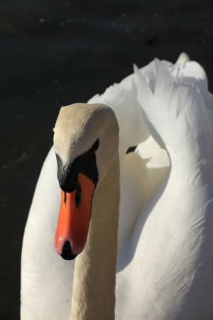 Swanの写真素材