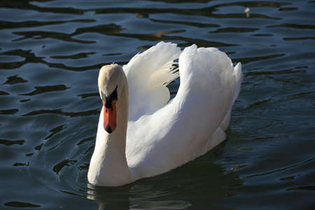 Swanの写真素材