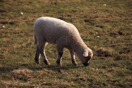 Sheepの写真素材