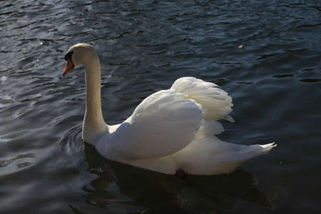 Swanの写真素材